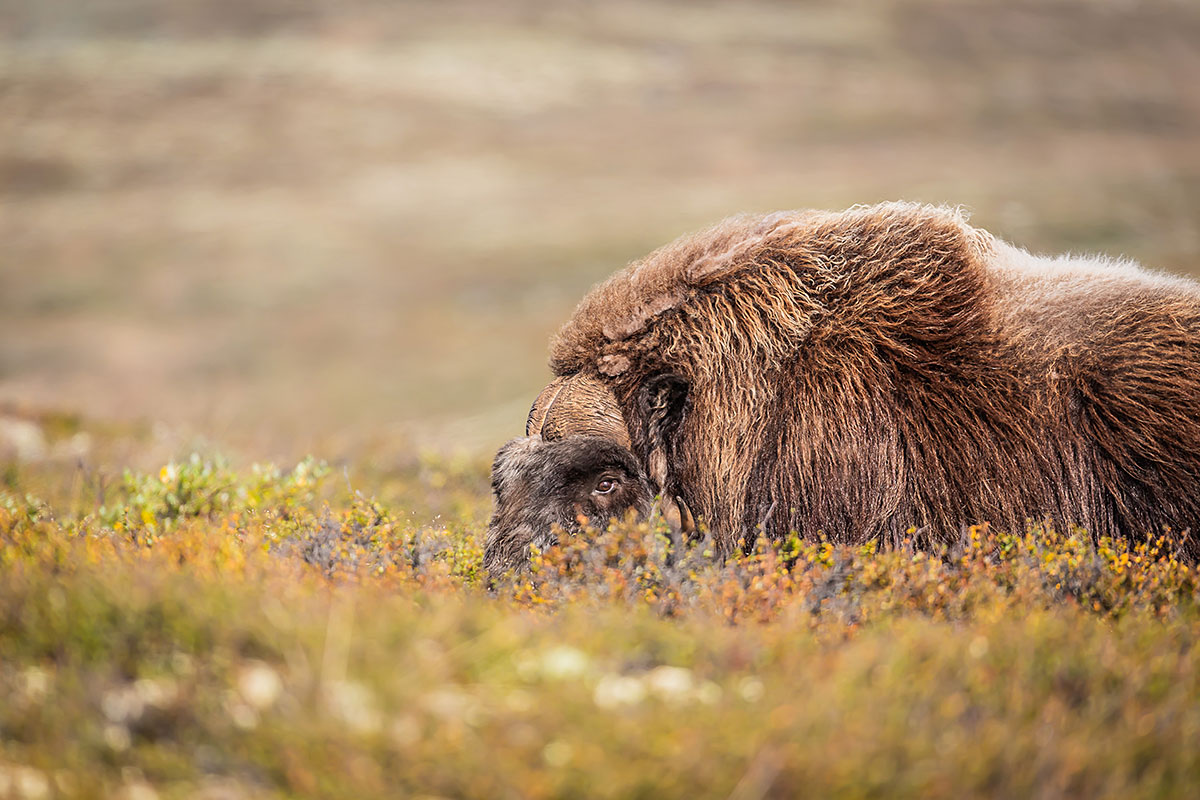 Wildlife Wildlife
