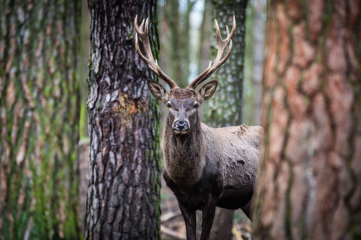 Wildlife in the Deer Park Schorfheide