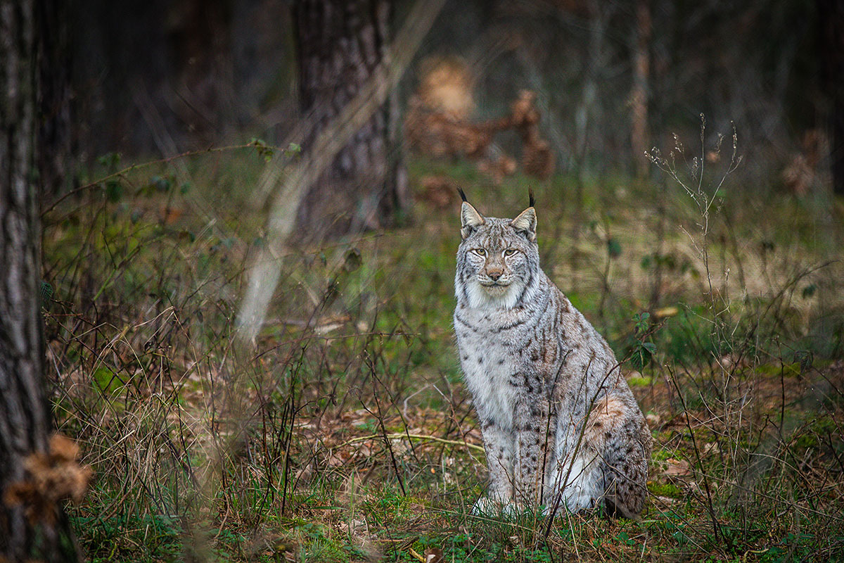 Wildlife in the Deer Park Schorfheide