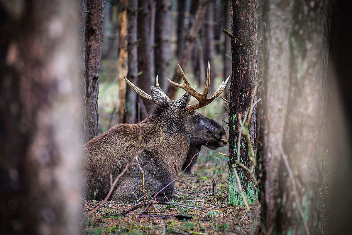 Wildlife in the Deer Park Schorfheide
