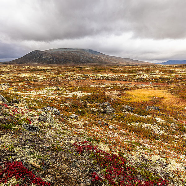 Dovrefjell