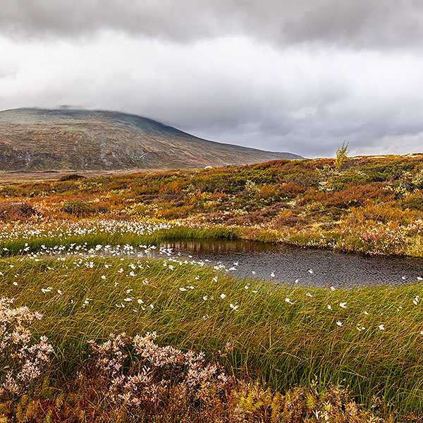 Dovrefjell