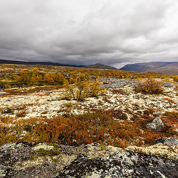 Dovrefjell