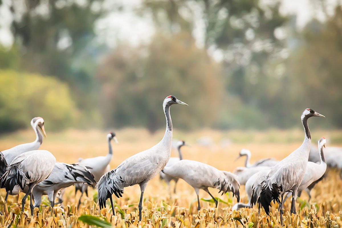 Common Crane (Grus Grus)