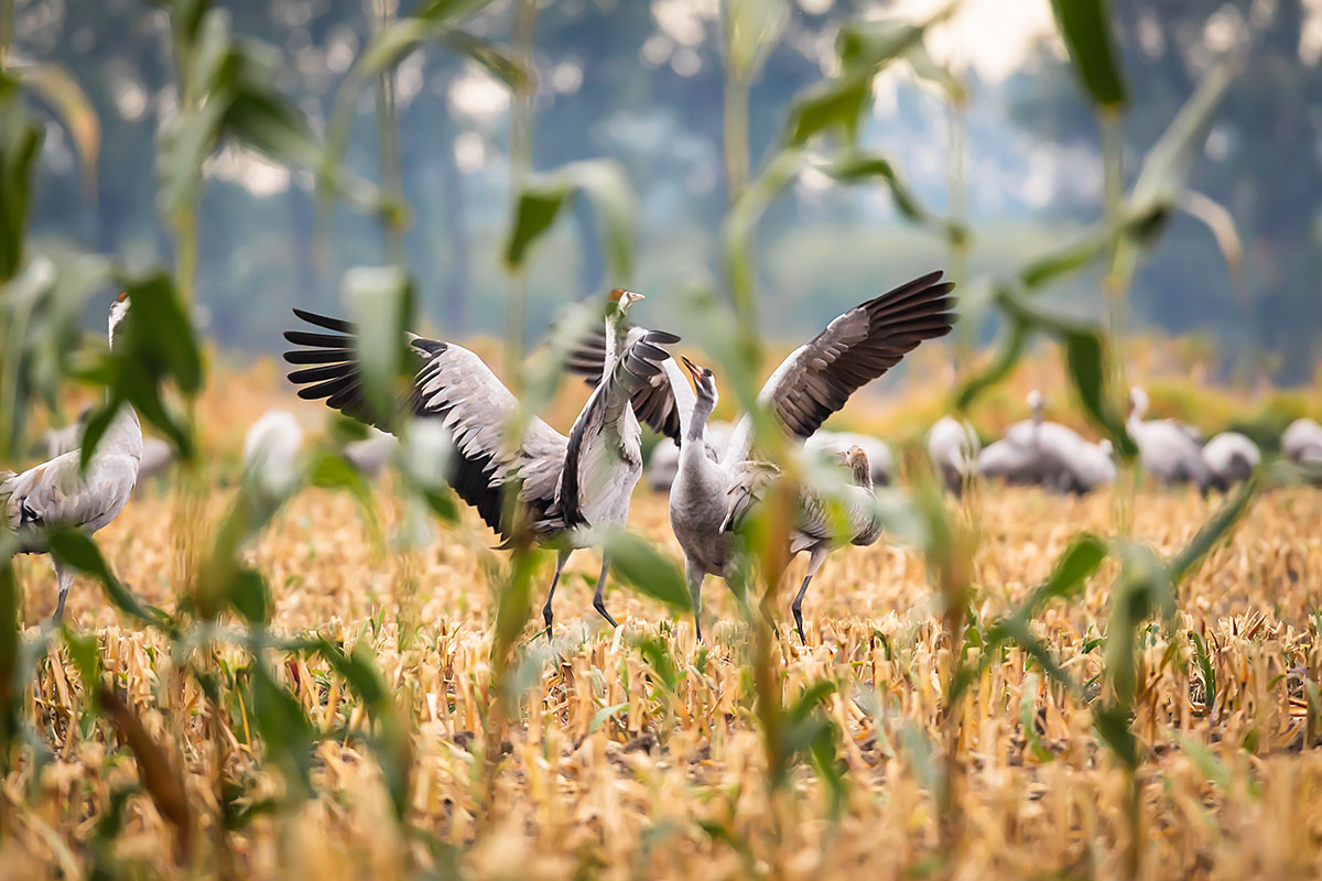 Common Crane (Grus Grus)