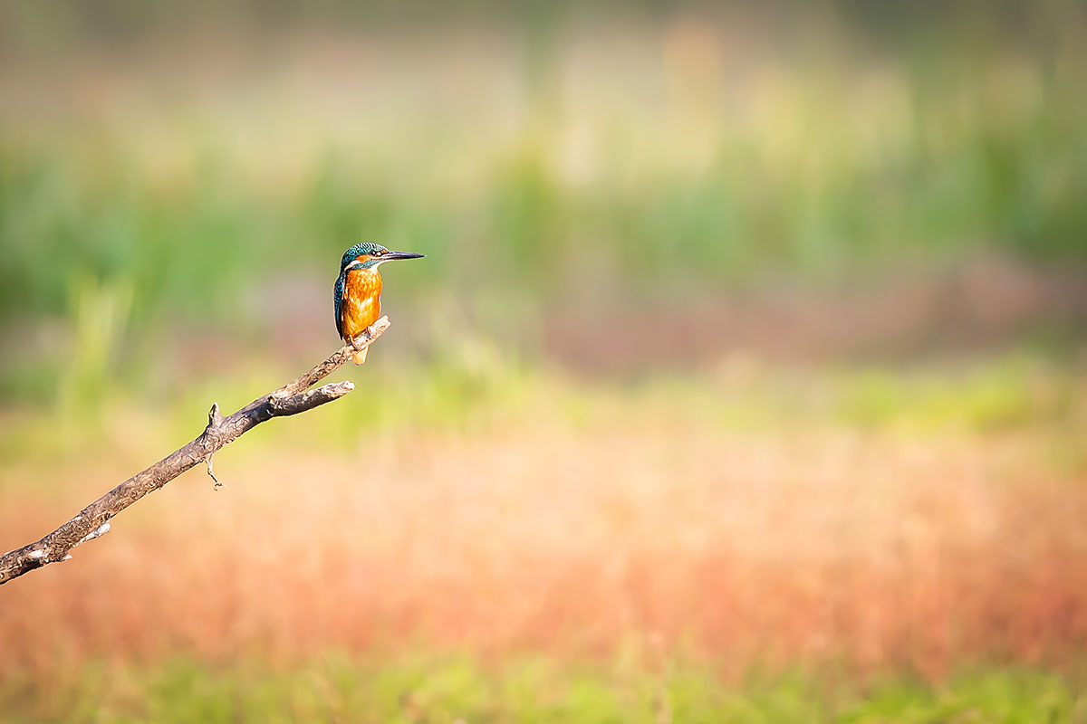 Common Kingfisher (Alcedo Atthis)
