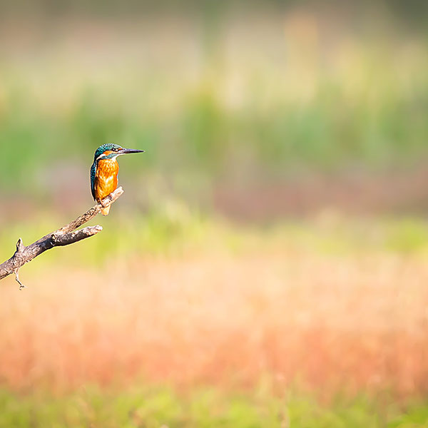 Common Kingfisher (Alcedo Atthis)
