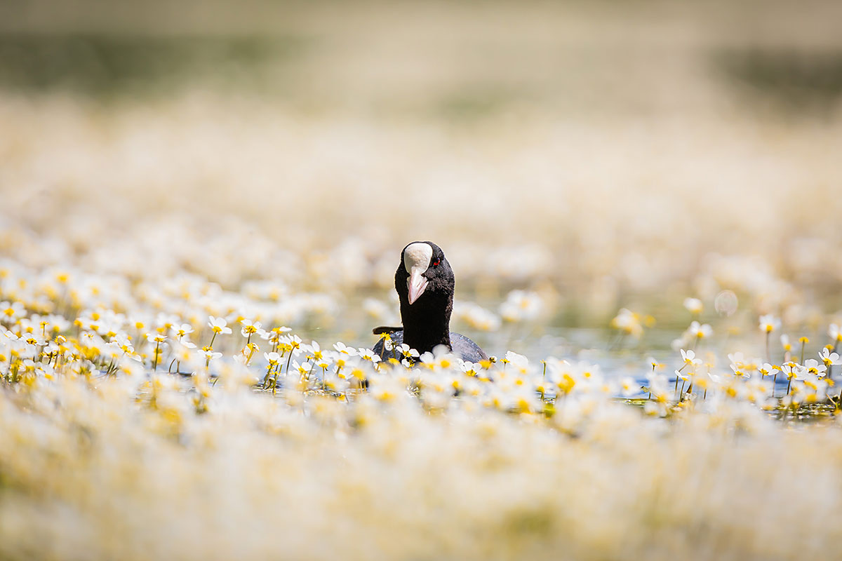 Eurasian Coot (Fulica Atra)