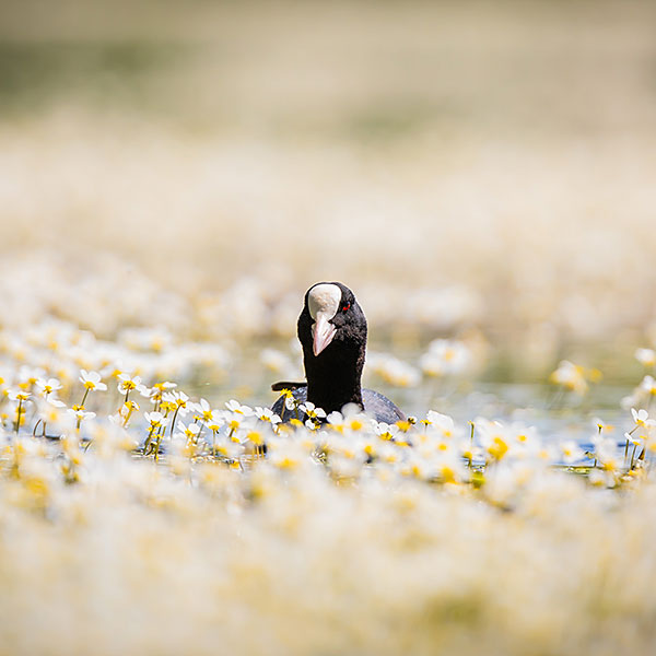 Eurasian Coot (Fulica Atra)