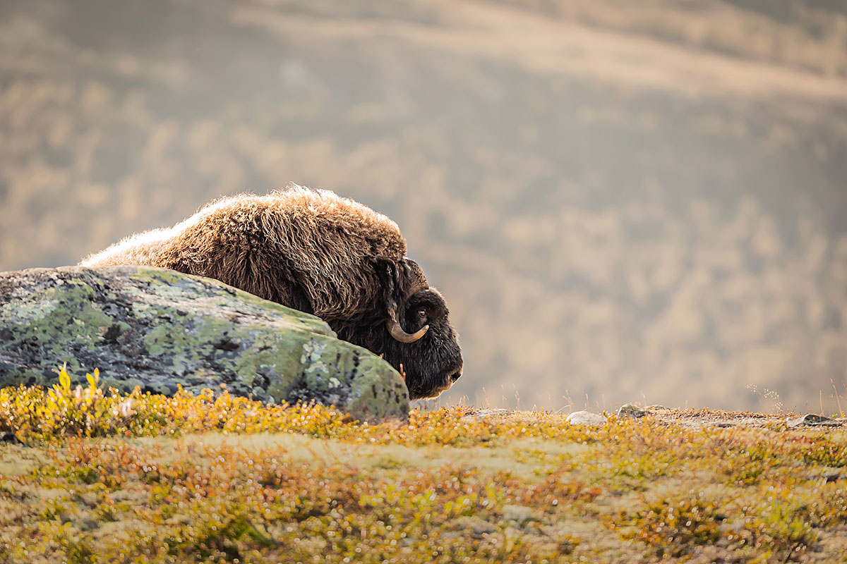 Musk Ox (Ovibos Moschatus)