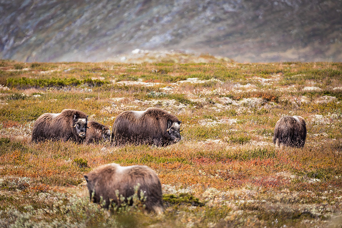 Musk Ox (Ovibos Moschatus)