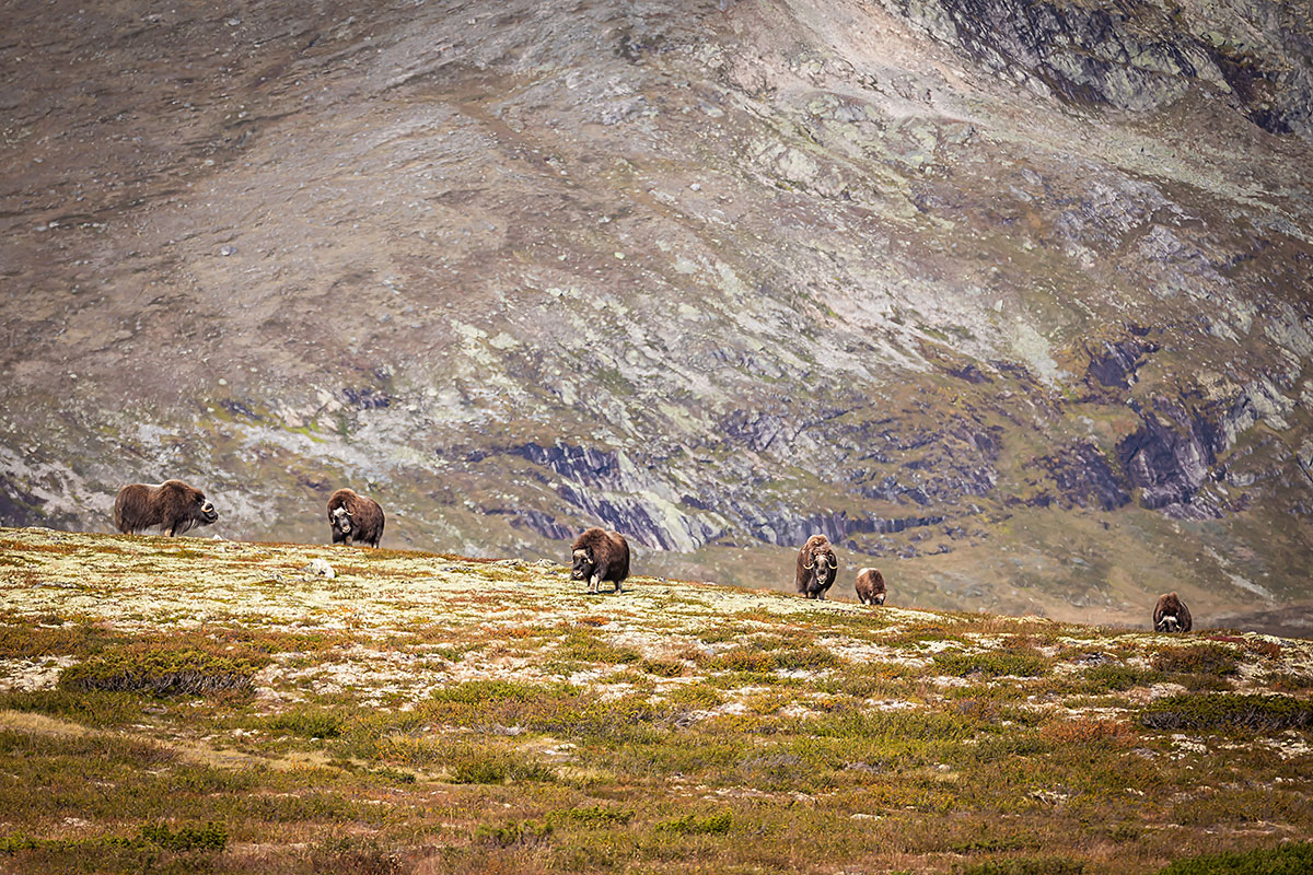 Musk Ox (Ovibos Moschatus)