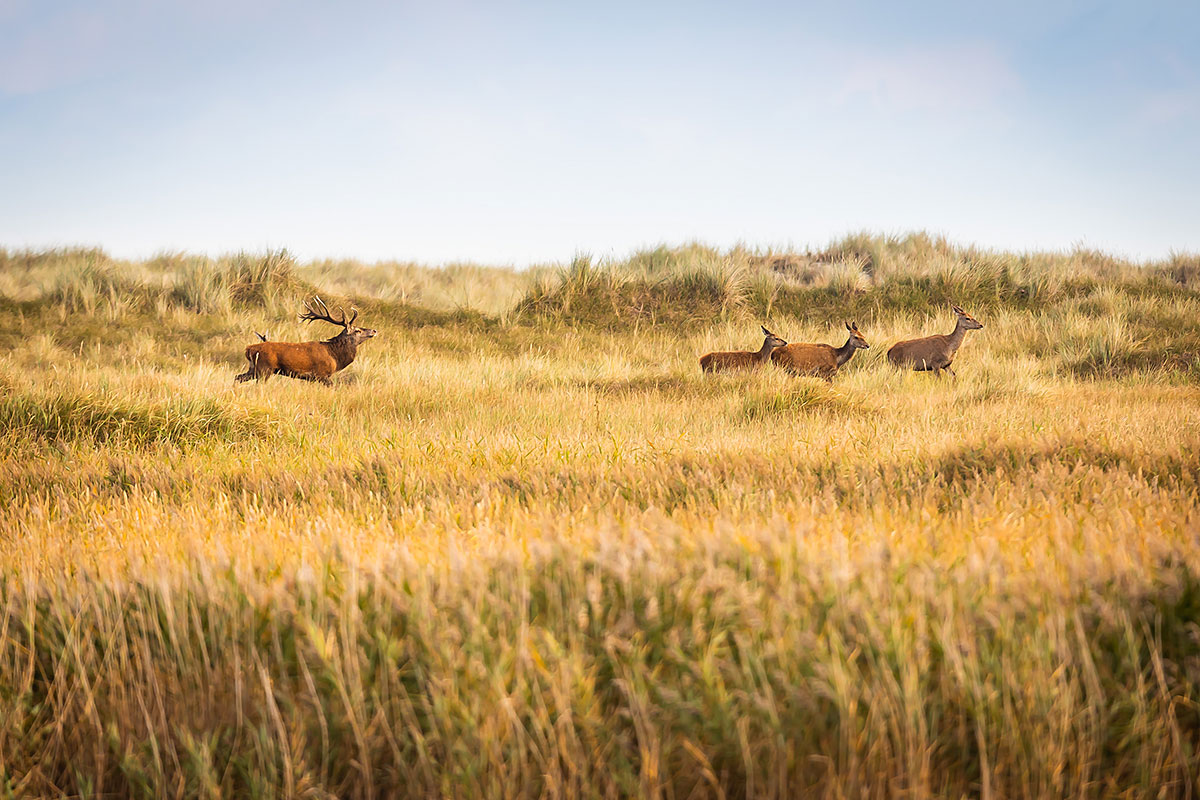 Red Deer (Cervus Elaphus)