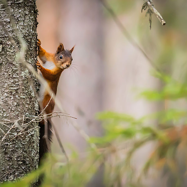 Red Squirrel (Sciurus Vulgaris)
