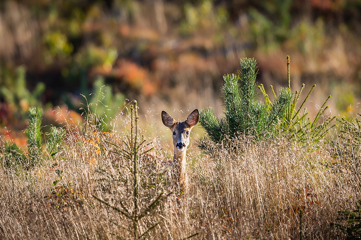 Roe Deer (Capreolus Capreolus)